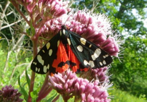 Scarlet Tiger